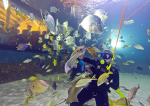 At Marathon's Florida Keys Aquarium Encounters, the signature Coral Reef Encounter allows participants to interact with tropical reef fish, rays and other reef-dwelling marine species that are part of the in-tank ecosystem. 